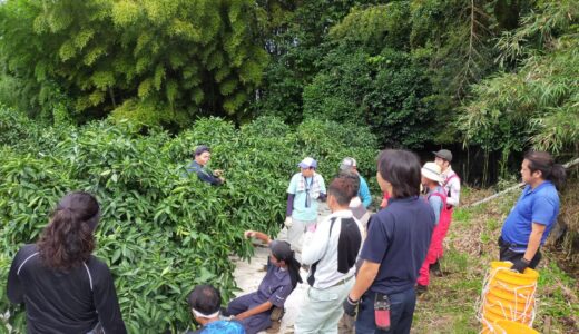 みかん粗摘果作業体験会